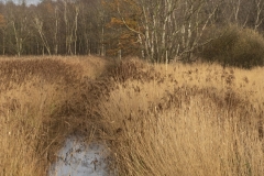 Fenland in the Norfolk Broads 