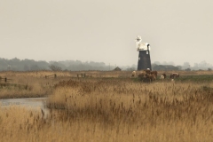 Halvergate Marshes