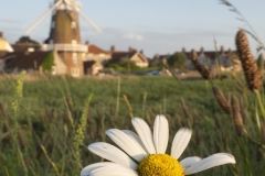 Cley Windmill featuring Daisy