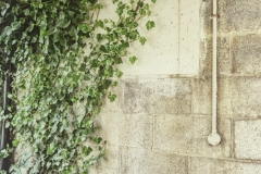 Ivy slowly recolonises a concrete structure. 