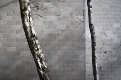 Two Silver Birch tree trunks interrupt the regularity of a block wall at UEA - Norwich 